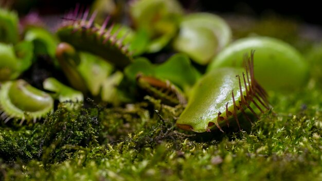 Leaves of venus flytrap Bright carnivorous plants exotic insect eating plants Natural exotic background