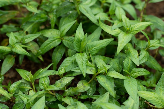 leaves vietnamese Mint