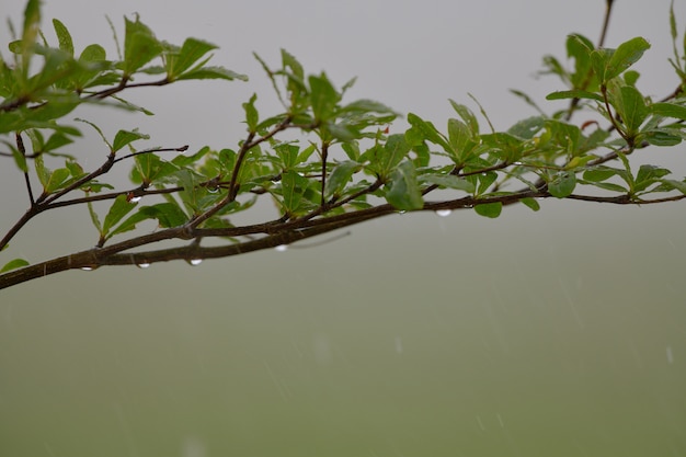 The leaves wet rainwater at the beginning of the rainy season.