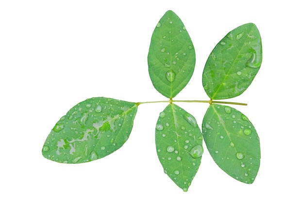 Leaves with drops water after raining isolated on white background