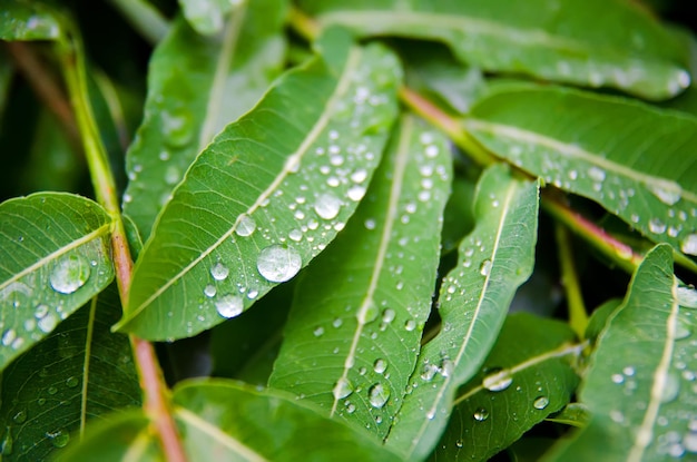 Leaves with drops