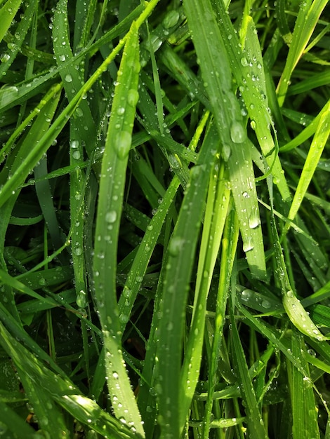 Leaves with raindrops