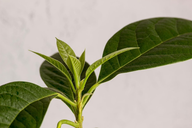 Leaves of young avocado trees close-up. Hothouse plant. selective focus