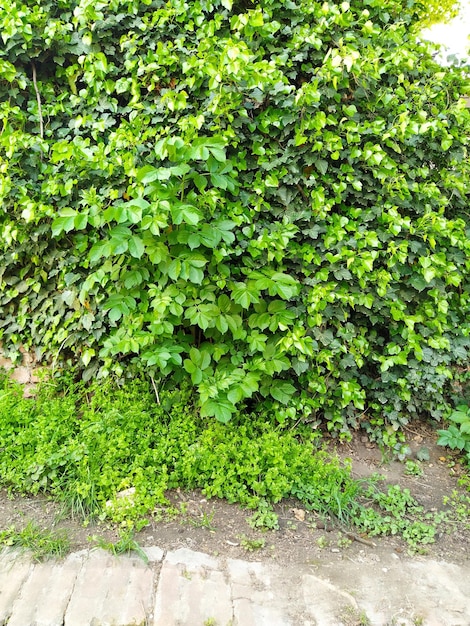 Leaves and young shoots of ivy climb up the wall European forest Creeping parasitic plant Green foliage Triangular Leaf Common ivy or Hedera helix Evergreen climbing shrub climbing plant