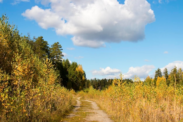 Leaving the path in the autumn forest