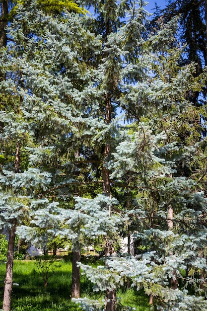 Lebanese cedar in a forest