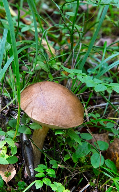 Leccinum Scabrum grows most often under aspen trees in the forest and beyond. Edible mushroom.