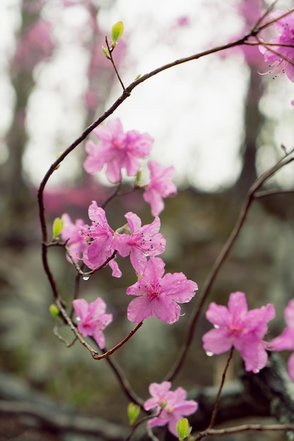 Ledum flowers