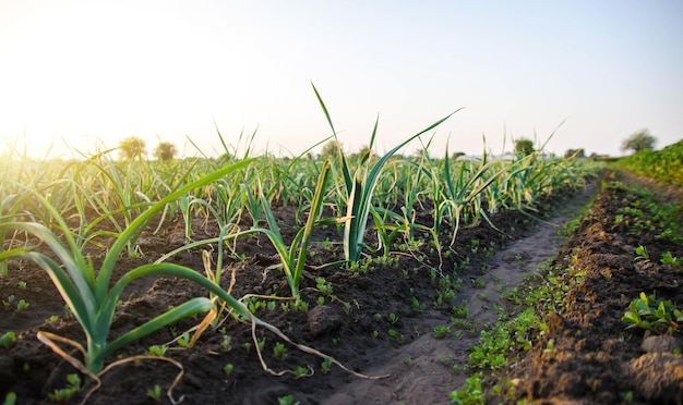 Leek plantation in a farm field Industrial cultivation and food production Agriculture landscape Agroindustry Growing vegetables outdoors on open ground Farming and horticulture