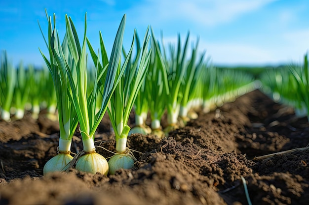 Leek plants grown on farmland