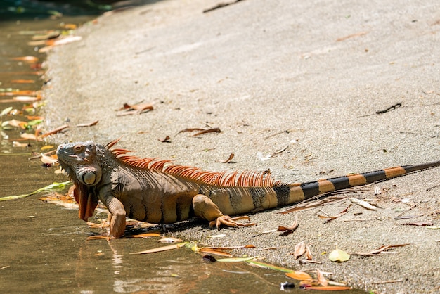 Left side image of Male iguana developing an orange to orange-red coloring for breeding season