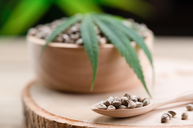 Legalized cannabis concept for medical and healthcare purpose shown by hemp seed