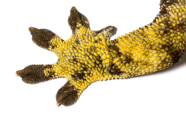 Legs and feet of a Crested gecko Correlophus ciliatus