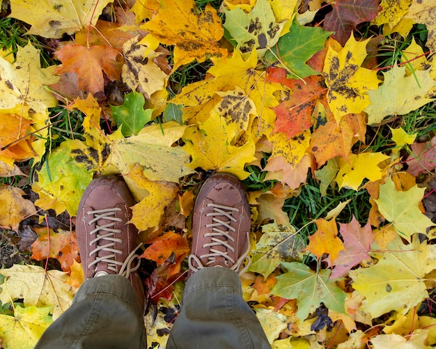 Legs in modern shoes stand on fallen bright maple leaves