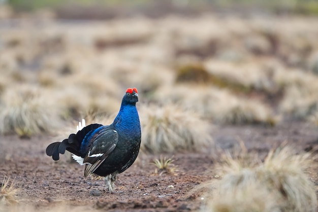 Lekking black grouse on soil