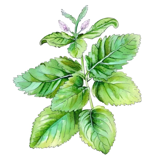 Lemon balm over white background Generative AI watercolor illustration