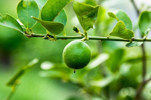 Lemon on branch