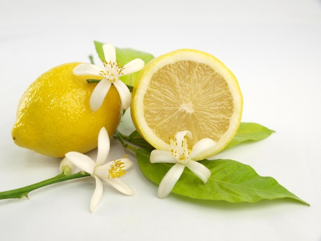 Lemon flowers and lemon fruits