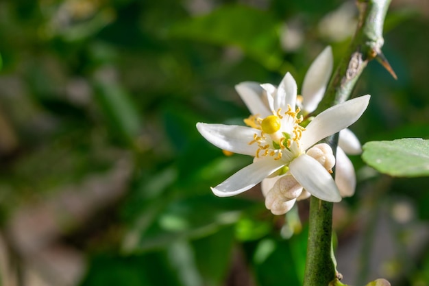 Lemon flowers on the tree with blurred background