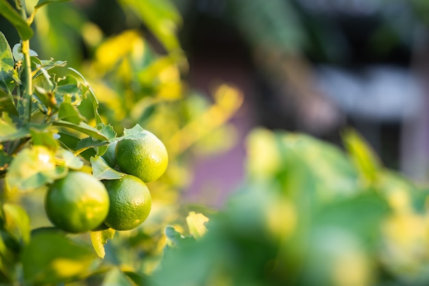 Lemon fruit in garden