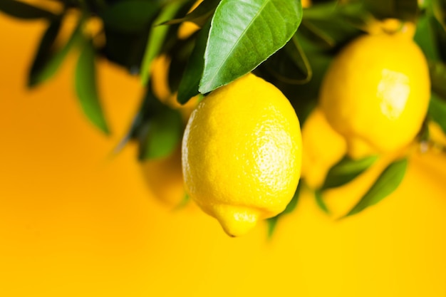 Lemon fruits close up on the branch. Border design, part of lemon tree on the yellow background