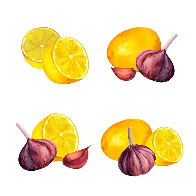 Lemon and garlic watercolor hand painted isolated on white background