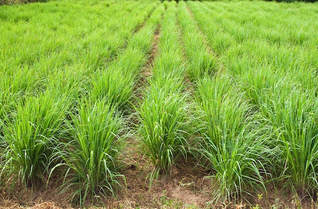 Lemon grass plant,North East of Thailand. 