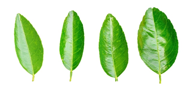 Lemon leaf isolated on white background