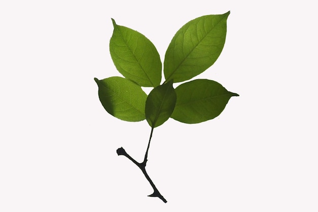 Lemon Leaf with white background