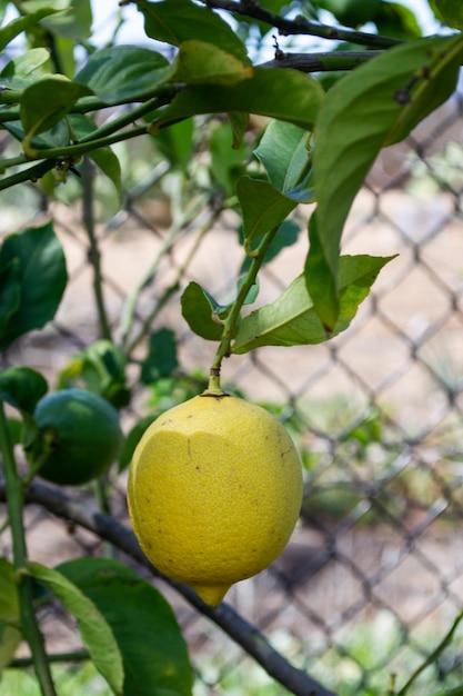 Lemon lime citrus hanging on a tree