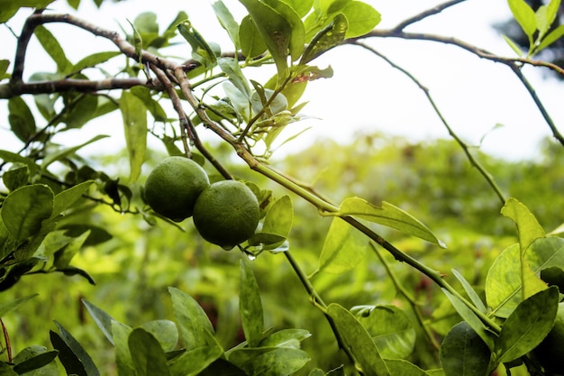 Lemon on tree in rainy season