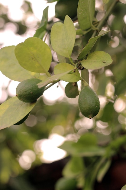 A lemon tree with a few limes on it