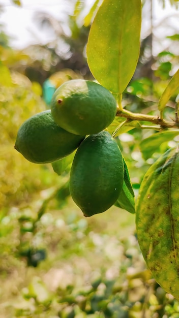 A lemon tree with green fruit on it