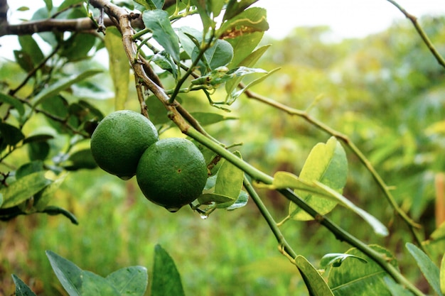 Lemon on tree.