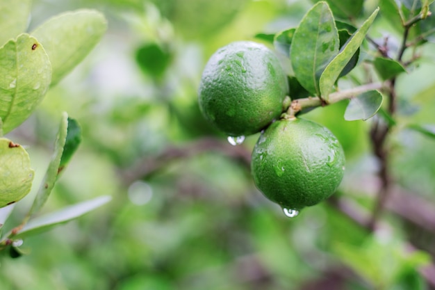 Lemon of wet in the spring.