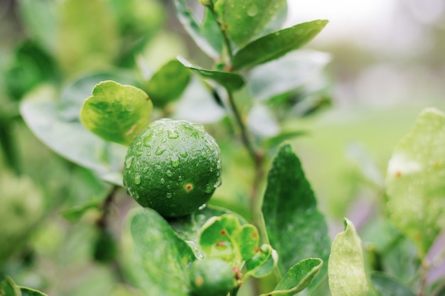 Lemon of wet at sunrise.