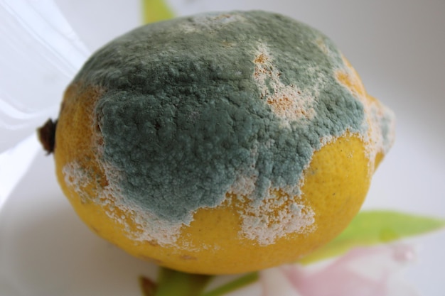 Lemon with mold and fresh lemon isolated on white background. a moldy lemon on a plate.