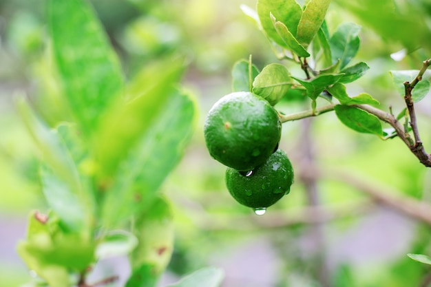 Lemon of young in the spring.