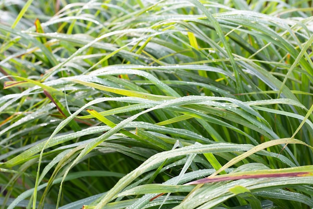 Lemongrass clump in the garden