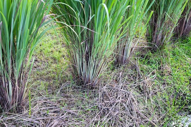 Lemongrass clump in the garden