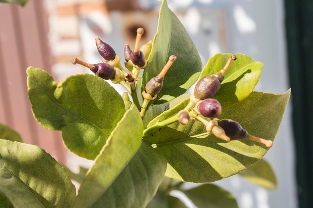 Lemons growing on the tree in spring