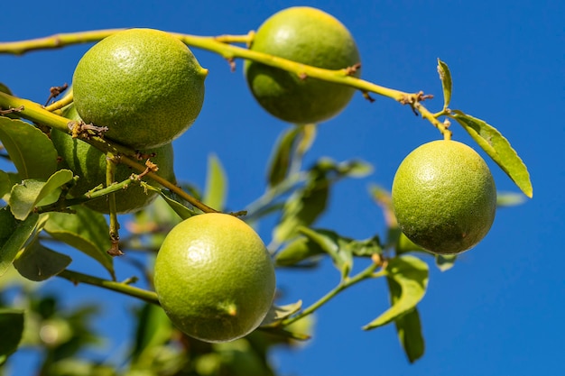 Lemons hang on a tree branch against the blue sky.