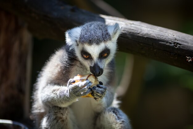 Lemur catta