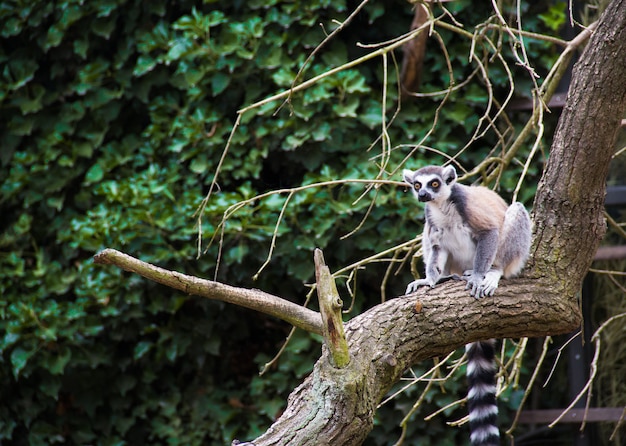 Lemur sits on a tree. Lemur catta