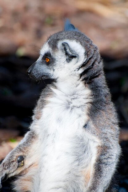 Lemur