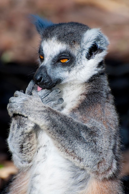 Lemur