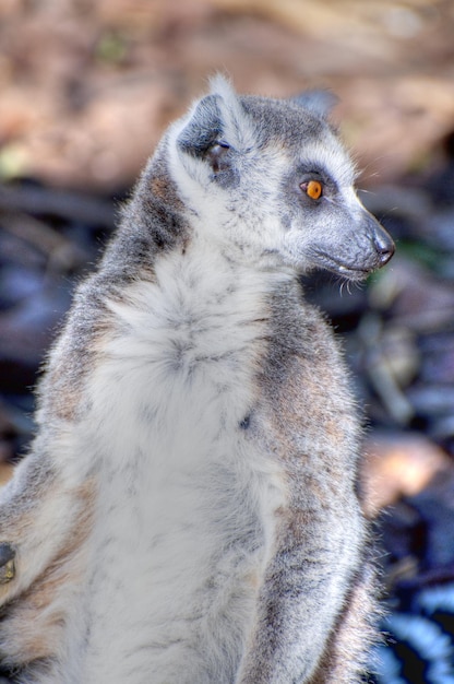 Lemur