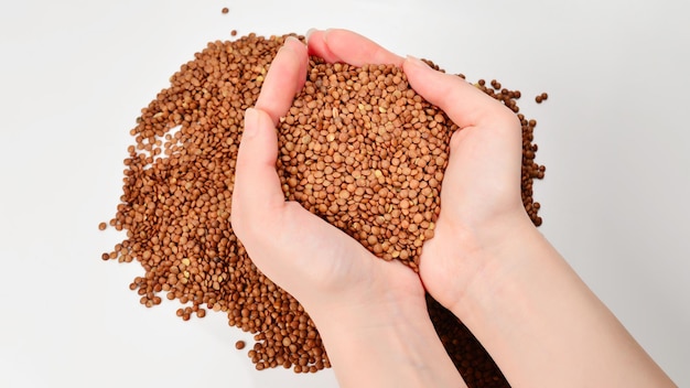 Lentils on a white background in woman hands