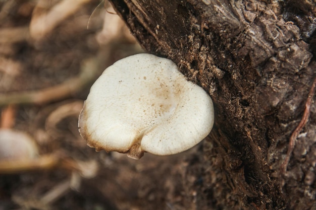 Lentinus fungi that grow on decayed wood stems decaying wood fungi in the class of basidiomycetes