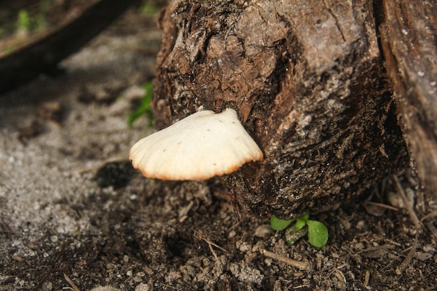 Lentinus fungi that grow on decayed wood stems decaying wood fungi in the class of basidiomycetes